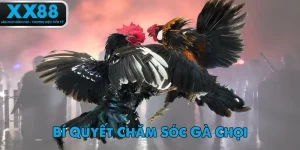 bi-quyet-cham-soc-ga-choi-ava