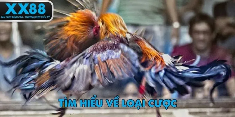 Mẹo tham gia chơi đá gà XX88 người mới cần phải biết.